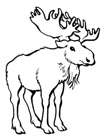 Moose Deer Coloring Page